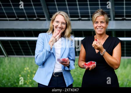 Managerin Katja Wünschel CEO RWE Renewables Europe & Australia GmbH und NRW-Wirtschaftsministerin Mona Neubaur Grüne essen Himbeeren bei der Eröffnung einer Photovoltaikanlage von RWE am Tagebau Garzweiler im Rahmen Ihrer Gigawatt-Tour durch NRW. Bedburg, 14.08.2024 NRW Deutschland *** Managerin Katja Wünschel CEO RWE Renewables Europe Australia GmbH und NRW Wirtschaftsministerin Mona Neubaur Greens essen Himbeeren bei der Eröffnung einer RWE Photovoltaik-Anlage im Tagebau Garzweiler im Rahmen ihrer Gigawatt-Tour durch NRW Bedburg, 14 08 2024 NRW Deutschland Copyright: xChristophxHardtx Stockfoto