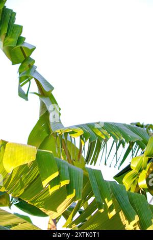 Grüne Bananenblätter auf weißem Hintergrund. Natürliches Tapetenkonzept. Bananenblätter im Sonnenlicht. Vertikal. Keine Menschen, niemand. Stockfoto