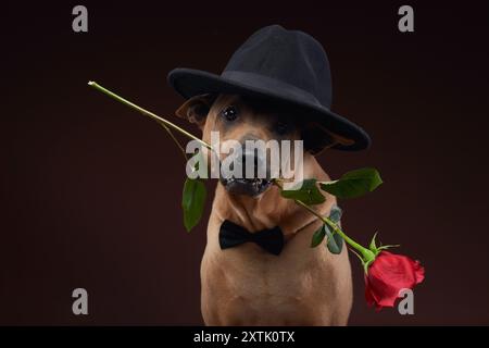 Ein thailändischer Ridgeback hält elegant eine rote Rose im Mund mit einer schwarzen Schleife und einem klassischen Hut und verkörpert eine romantische und raffinierte Aura in einem Studio Stockfoto