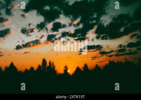 Die Gipfel der Kiefern vor einem orange blauen Sonnenunterganghimmel mit Wolken im Sonnenlicht. Kontrastierender abstrakter natürlicher Hintergrund. Die Sonne geht unter. Stockfoto