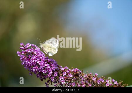 Isle of Wight, Großbritannien. Ein kleiner Weißkohl-Schmetterling, Pieris rapae, ruht auf dem Blütenkopf eines Buddleja-Busches oder Schmetterlingsbusches Stockfoto