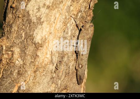 Kroatien. Eine ägyptische Heuschrecke, ägyptische Heuschrecke, Anacridium aegyptium, ruht und getarnt auf dem Stamm eines Granatapfelbaums Stockfoto