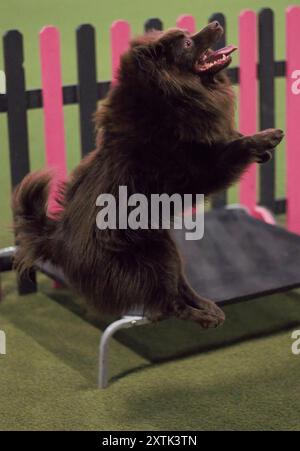 Ein erwachsener, männlicher, Abstammung, brauner, deutscher Spitzhund, springen, vom Boden in die Luft springen. Stockfoto