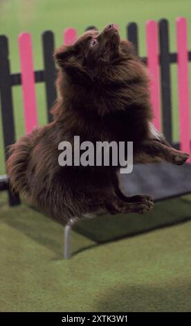 Ein erwachsener, männlicher, Abstammung, brauner, deutscher Spitzhund, springen, vom Boden in die Luft springen. Stockfoto
