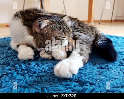 Friedliche Tabby-Katze, die zu Hause auf einem blau strukturierten Teppich schläft Stockfoto