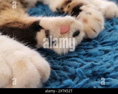Niedliche Katzenpfote in Nahaufnahme auf einem blauen texturierten Teppich Stockfoto