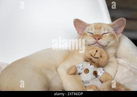 Das bezaubernde rote burmesische Kätzchen schläft in einem weißen Bett und umarmt einen Teddybären auf einem weichen Kissen. Stockfoto