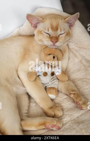 Das bezaubernde rote burmesische Kätzchen schläft in einem weißen Bett und umarmt einen Teddybären auf einem weichen Kissen. Stockfoto