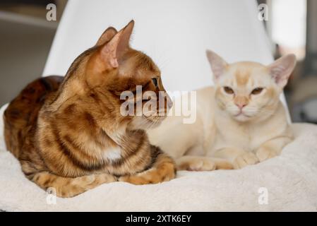 Die bengalische Katze und das burmesische Kätzchen liegen zusammen auf einem Stuhl. Stockfoto