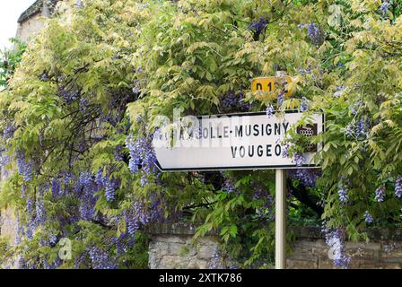 Straßenschild der französischen Weinstraße an der D122 Route des Grands Crus nach Chambolle-Musigny und Vougeot, umgeben von Glyzinien Cote d'Or Burgund Frankreich Stockfoto