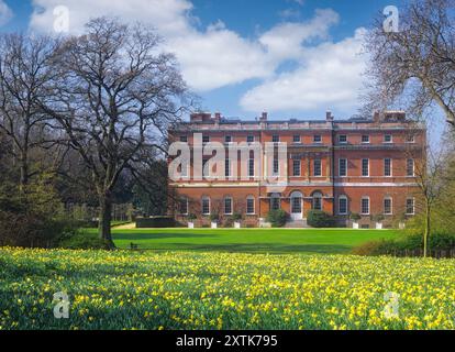 Clandon House (vor dem verheerenden Brand) im Frühjahr, mit einem Feld von üppig gelben Tulpen, das von der Öffentlichkeit rechts von Clandon Surrey UK genommen wurde Stockfoto