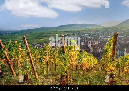 RIQUEWIHR ELSASS herbstliche Farbe in den Weinbergen von Schönburg oberhalb des mittelalterlichen historischen Dorfes Riquewihr Route des Vins Elsass Frankreich Stockfoto
