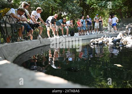 Neugierige Besucher versammeln sich um den Schildkrötenteich unter der warmen Sommersonne im ruhigen Nationalgarten von Athen Stockfoto