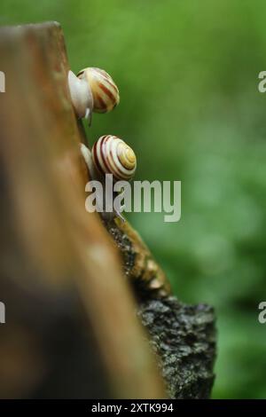 Nach dem Regen kamen die Schnecken aus dem Versteck. Sie sind im Kofferraum Stockfoto