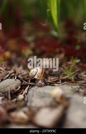 Nach dem Regen kam die Schnecke aus dem Versteck. Im Hintergrund blühende Blumen Stockfoto