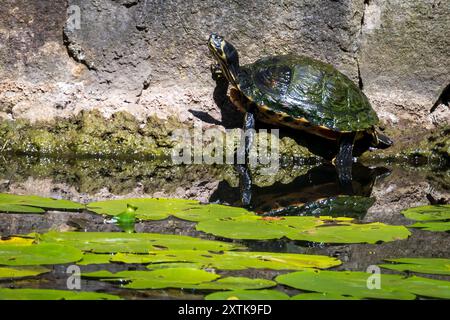 Illegale Gelbbauchschildkröte, die sich in Sushine am Ufer des Seerosenteichs sonnt. Stockfoto