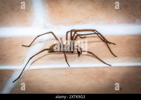 Riesenhausspinne Eratigena duellica. Stockfoto