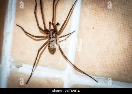 Riesenhausspinne Eratigena duellica. Stockfoto