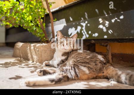 Tabby-Katze liegt im Schatten an einem sonnigen Tag. Hausklassiker Tabby Kurzhaarige Katze vor dem Haus in Venedig. Stockfoto