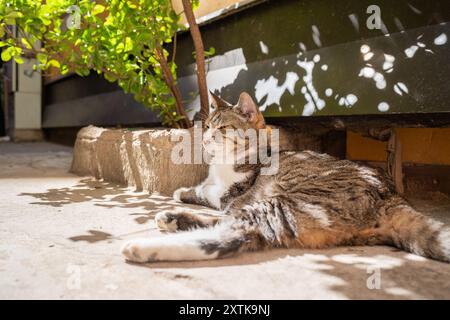 Tabby-Katze liegt im Schatten an einem sonnigen Tag. Hausklassiker Tabby Kurzhaarige Katze vor dem Haus in Venedig. Stockfoto