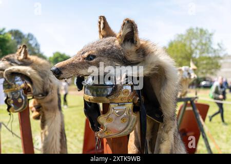 Legionärshelm des alten römischen Standardträgers mit Wolfsfell verziert Stockfoto