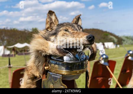 Legionärshelm des alten römischen Standardträgers mit Wolfsfell verziert Stockfoto