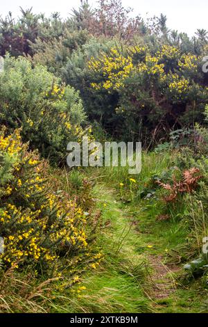 Ein Pfad, der zwischen den grünen und gelben Dornen blühenden Büschen von Gorse entlang der Klippe an der Three Cliffs Bay in Wales führt. Stockfoto