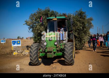 15. August 2024, Calzada Del Coto, Castilla Y Leon, Spanien: Ein Anwohner fährt während der Vorbereitungen für die Feier des Lagerfeuers von San Roque mit einem mit Brennholz beladenen Traktor durch die Straßen von Calzada del Coto. Die Stadt Calzada del Coto feiert das Lagerfeuer von San Roque, eine Tradition, die mehr als siebzig Jahre alt ist. Es besteht darin, dass die Ältesten bei Sonnenaufgang des 15. August auf den Berg gehen, um Eichenfeuer zu sammeln und einen Wagen zu füllen, der von einem Traktor gezogen wird. um die Stadt mit einer großartigen Party zu betreten und Vorbereitungen für das große Lagerfeuer von San Roque zu treffen, das an den ersten Stellen entzündet wird Stockfoto