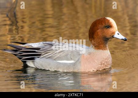 Wigeon Duck, Norfolk, Frühjahr 2024 Stockfoto
