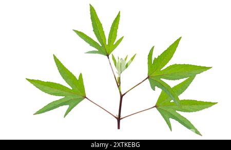 Schneiden Sie das Bild eines Roselblatts mit definierten Beschneidungspfaden aus, das auf einem kristallklaren weißen Hintergrund platziert wird, und betonen Sie die unterschiedlichen Kanten und Adern für eine nahtlose Verarbeitung Stockfoto