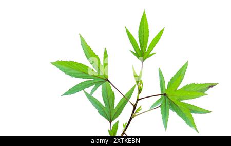 Schneiden Sie das Bild eines Roselblatts mit definierten Beschneidungspfaden aus, das auf einem kristallklaren weißen Hintergrund platziert wird, und betonen Sie die unterschiedlichen Kanten und Adern für eine nahtlose Verarbeitung Stockfoto