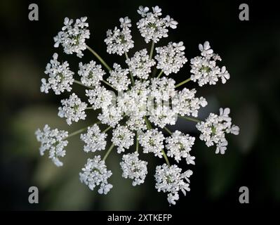 Wilde Karotten, gebräuchlicher Name wilde Karotten, ist eine sehr kleine wilde weiße Blume mit reichen Details in der Mitte und dann weichen Kanten, um die Tiefe zu erweitern Stockfoto