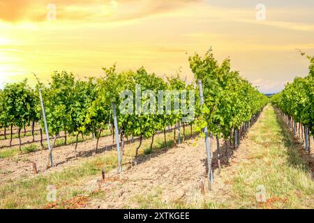 Hambach, Deutsche Weinstraße, Deutschland Stockfoto