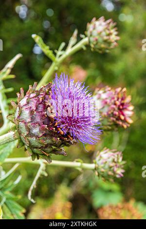 Cardoon - Cynara cardunculus L. Stockfoto