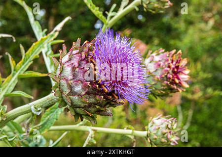 Cardoon - Cynara cardunculus L. Stockfoto