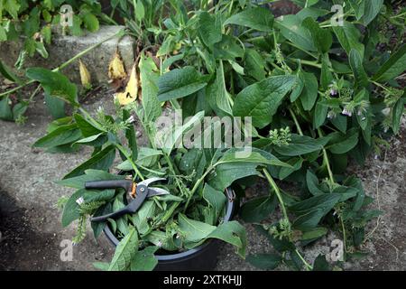 Wildes Beinwell, das mit Sessern geschnitten und in Eimer gegeben wird, um Beinwell herzustellen. Exzellentes verdünntes Futter für Tomaten und anderes Gemüse Stockfoto