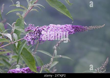 Die kleinen, lila und rosa Blüten einer Buddleja-Pflanze (AKA buddleia, Sommerlila, Schmetterlingsstrauch und oranges Auge) werden aus nächster Nähe gezeigt. Stockfoto