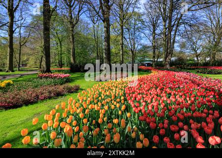 Blühende Tulpen Blumenbeet im Keukenhof-Blumengarten, auch bekannt als der Garten Europas, einer der weltweit größten Blumengärten und beliebter Tourist Stockfoto