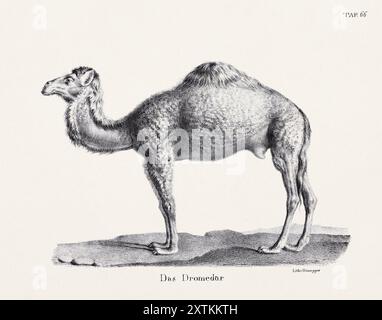 Kamel-Abbildung. Zoologische Lithographie. Naturkundekunst Stockfoto