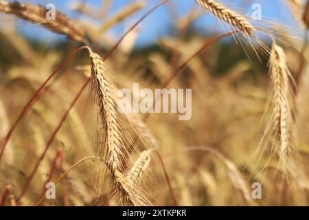 Hintergrund reifender Ohren des Roggenfeldes. Nahaufnahme der Natur. Erntekonzept. Landwirtschaftliche Nutzpflanzen. Ohren eines Roggenfeldes Nahaufnahme Stockfoto
