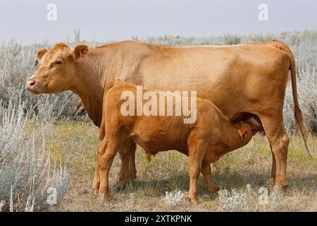 Kälberpflege von Mutterkuh draußen auf einer Ranch Weide, Great Sand Hills, Saskatchewan, Kanada. Stockfoto