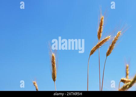 Hintergrund reifender Ohren des Roggenfeldes. Nahaufnahme der Natur. Erntekonzept. Landwirtschaftliche Nutzpflanzen. Ohren eines Roggenfeldes Nahaufnahme Stockfoto