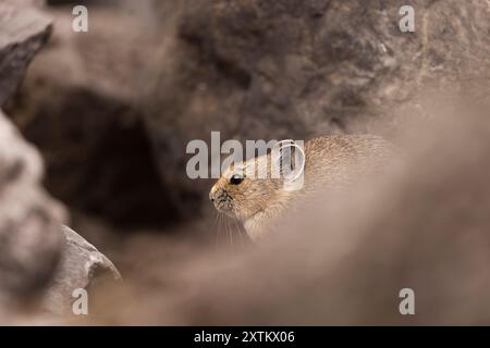 Pika versteckt sich zwischen den Felsen. Stockfoto