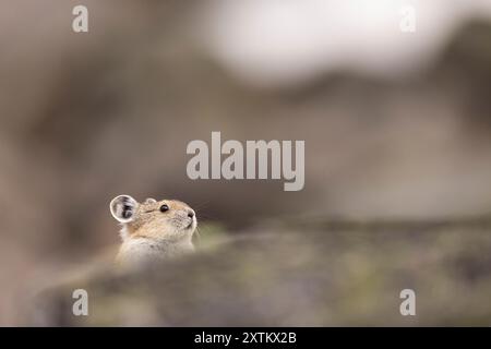 Pika versteckt sich zwischen den Felsen. Stockfoto