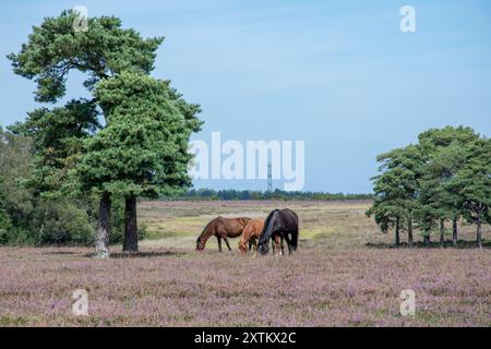 New Forest Ponys weiden auf rosa Heide Beaulieu Heath im Nationalpark, Hampshire, England, Großbritannien Stockfoto