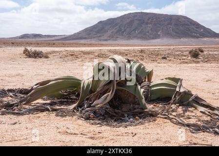 Eine Nahaufnahme einer einzelnen Welwitschia-Pflanze (Welwitschia mirabilis) in der namibischen Wüste mit einem Berg im Hintergrund Stockfoto