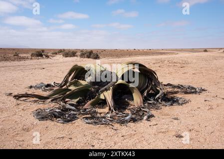 Eine Nahaufnahme einer einzelnen Welwitschia-Pflanze (Welwitschia mirabilis) in der Wüste im Norden Namibias Stockfoto