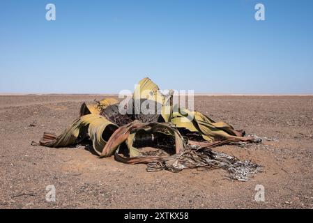 Eine Nahaufnahme einer einzigen Welwitschia-Pflanze (Welwitschia mirabilis) in der Namib-Wüste im Norden Namibias Stockfoto