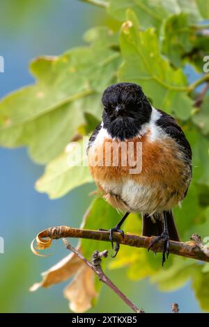 Ein Steinchen im Turvey Nature Reserve, Dublin. Dieser Vogel ernährt sich von Insekten, Samen und Beeren. Stockfoto