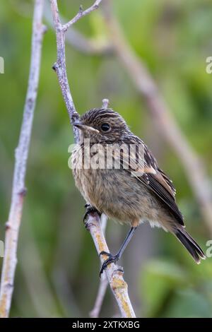 Ein Steinchen im Turvey Nature Reserve, Dublin. Dieser Vogel ernährt sich von Insekten, Samen und Beeren. Stockfoto